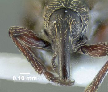 Media type: image;   Entomology 613528 Aspect: head frontal view